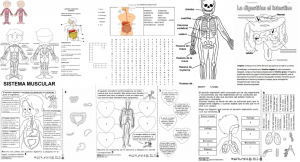 Fabulosas actividades, sopas de letras, crucigramas y dibujos para colorear  y armar de los sistemas y aparatos digestivo, muscular, óseo, respiratorio  y circulatorio | Educación Primaria